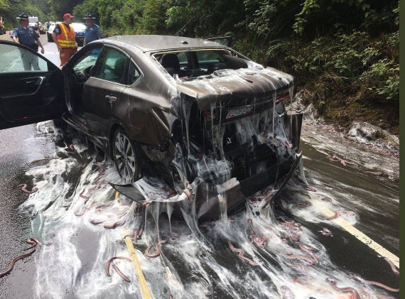 Тихоокеанские угри расползаются по дороге после аварии грузовика перевозившего их. Штат Орегон, США, 13 июля 2017