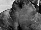 Працівник Брукфілдського зоопарку змушує моржів цілуватися, пропонуючи їм одне частування на двох, 1938 рік.
