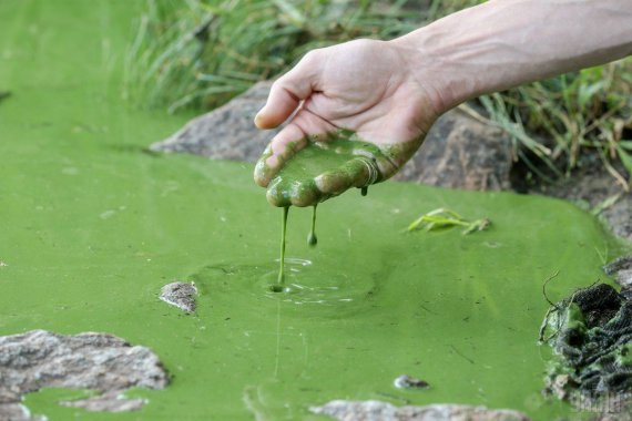 Вода в Днепре зацвела очень рано