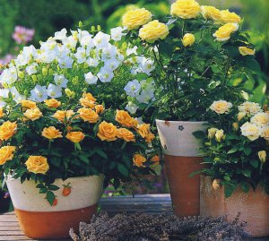Карликові троянди можна вирощувати на балконі, веранді чи у квітнику.  Виростають заввишки 20–30 сантиметрів. Є сорти колючі і без шипів, квітки різних кольорів