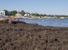 Пляжи Евпатории завалены гнилыми водоростями