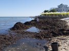 Пляжи Евпатории завалены гнилыми водоростями