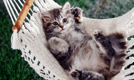 День кошек: забавные фото пушистых любимцев