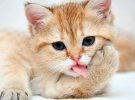 День котів: кумедні фото пухнастих улюбленців