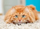 День кошек: забавные фото пушистых любимцев