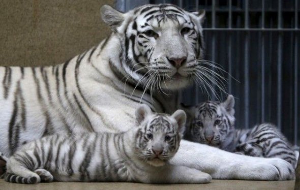 Незвичайні кошенята:  у сафарі-парку народилися унікальні білі тигренята