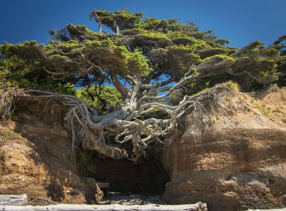 Странные деревья, которые растут даже там, где это невозможно: 20 удивительных фото