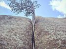 Странные деревья, которые растут даже там, где это невозможно: 20 удивительных фото