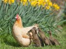 Курицы заменяют мам для многих животных: 10 удивительных фото