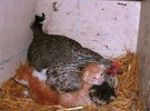 Курицы заменяют мам для многих животных: 10 удивительных фото