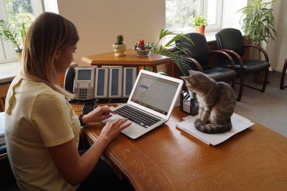 Кішка Тигр "працює" секретарем
