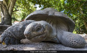 Побег из зоопарка: исчезла гигантская черепаха