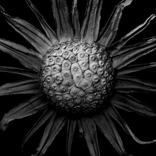 Фотограф показав, як виглядають засохлі рослини під мікроскопом
