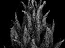 Фотограф показав, як виглядають засохлі рослини під мікроскопом