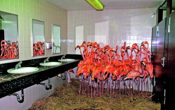 Фламінго туляться у ванній кімнаті в зоопарку Маямі в США під час урагану Ендрю 24 серпня 1992 року. З початком стихії працівники закладу сховали тварин і птахів в адмінбудинку. Вкрили підлогу сіном. Тоді в зоопарку загинули дві антилопи і страус. Ураган завдав збитків на 34 мільярдів доларів. Загинули 44 людини