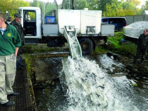 Для боротьби з водоростями експерти пропонують метод зариблення. Товстолоб, білий і чорний амур активно поїдають водорості й очищують воду