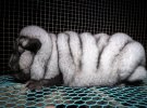 У песців-гігантів усе тіло запливає жиром