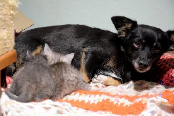 Собака Туся кормит двух котят молоком, хотя никогда не имела своих детей
