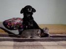 Собака Туся кормит двух котят молоком, хотя никогда не имела своих детей