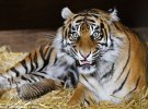 Родился детеныш в самых маленьких тигров в мире