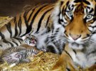 Родился детеныш в самых маленьких тигров в мире