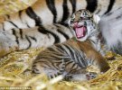 Народилося дитинча у найменших тигрів в світі
