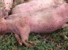 В Оржицькому районі на Полтавсщині через африканську чуму спалили близько 3 ти. свиней