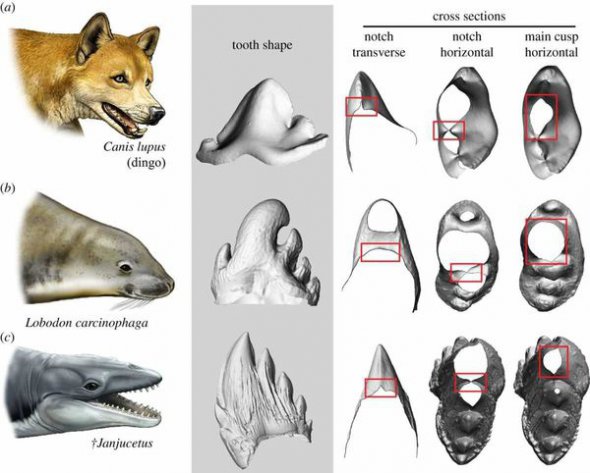 Зубы современных хищных животных и предков усатых китов