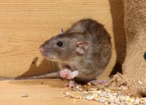 Найефективнішим засобом від щурів і мишей є препарат ”Щелкунчик”, який роблять в Україні на основі найсучасніших технологій