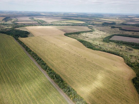 Плантації на полі десь біля Дніпра