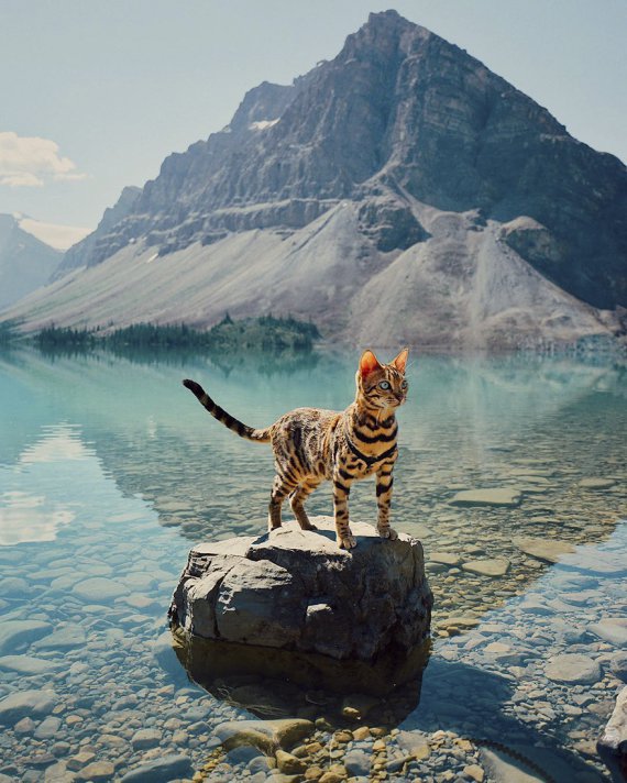 Кошка-турист путешествует по горам