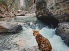 Кішка-турист подорожує по горах