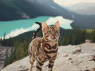 Кошка-турист путешествует по горам