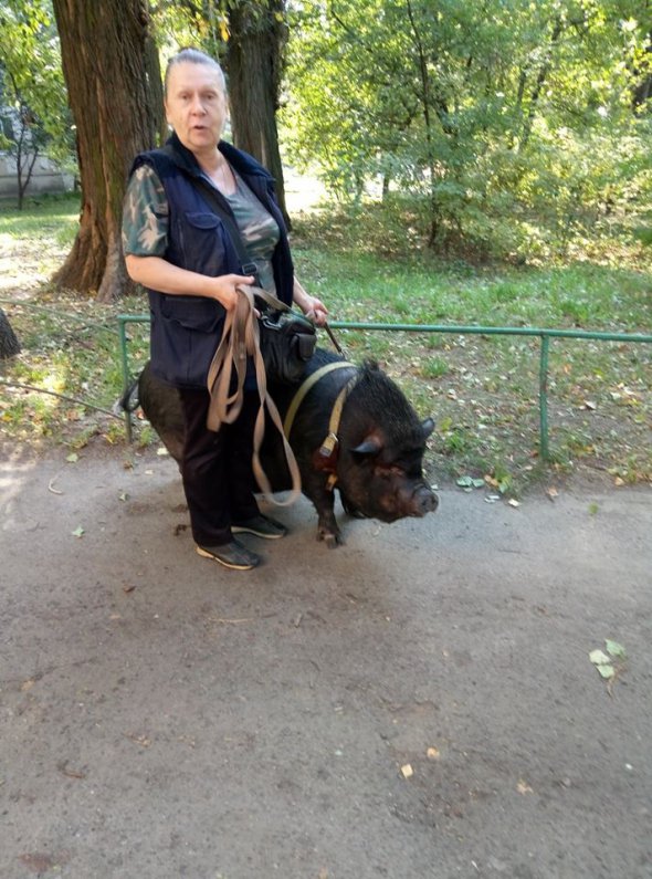 Свинья Маргоша на прогулке со своей хозяйкой