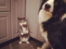 Как уживаются вместе кошка с собакой