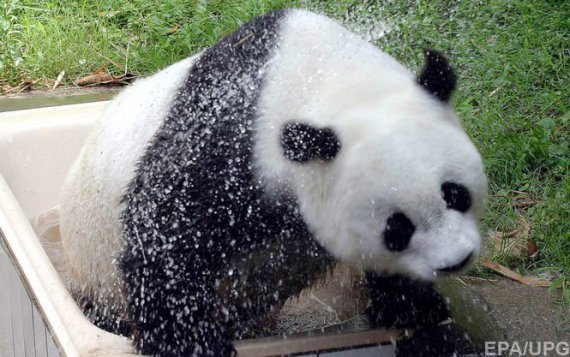 В Китае умерла самая старая гигантская панда