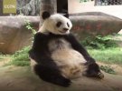 В Китае умерла самая старая гигантская панда