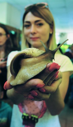 Ганна Поденежна тримає ­гігантського равлика ахатина у столичному Будинку ­природи 15 вересня. На спеціальну виставку привезли 30 видів молюсків