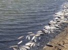 Мор риби піленгас у Молочному лимані