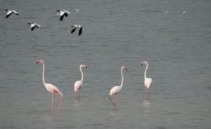 23 рожевих фламінго виявили цього місяця поблизу озера Чурюк на Херсонщині. Птахи прилітали в Україну в ХХ столітті, але зводять гнізда тут уперше