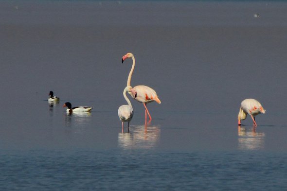 Днепровский орнитолог с коллегами нашел гнезда фламинго на Херсонщине вблизи озера Чурюк