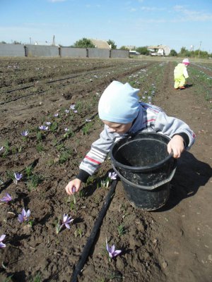 3-річна Уляна Шакало зриває бутони крокусів. Із квітів виймають і сушать червоні тичинки на продаж