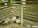 В Киеве появилась мини-ферма с овцами и куропатками