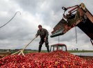 Як збирають журавлину а на білоруському Поліссі