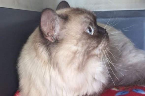 В аэропорту нашли кота Данко после 2-месячного исчезновения