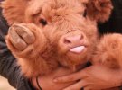 На відміну від інших корів шотландки одягнені в подвійну шубу