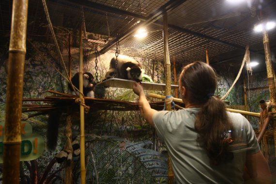 Чорно-білі рідкісні лемури народились в міні-зоопарку "ЕкзоЛенд"