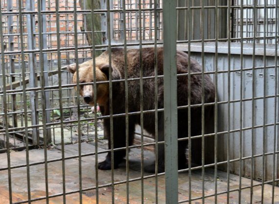 Как во Львове спасли 16-летнюю медведицу Маню, которая жила на территории ресторана