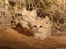 Барханні коти переміщаються вночі і не залишають після себе ніяких ознак життєдіяльності
