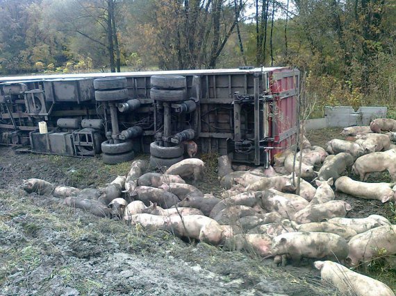 Под Лубнами перевернулся грузовик со свиньями
